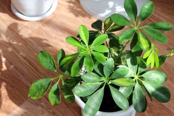 تصویر 2 از گل شفلرا ابلق انتخابی عالی برای خانه و دفتر